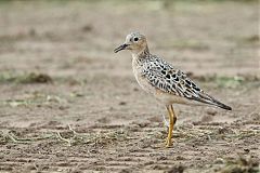 Buff-breasted Sandpiper